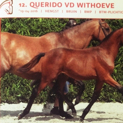 QUERIDO VD WITHOEVE - for sale